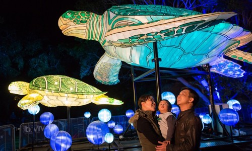 Display of turtle light installation at Taronga Zoo as part of Vivid Sydney