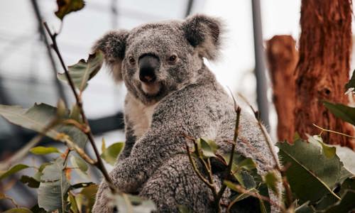 Koala pictured as part of the Mura Diya Wildlife Experience at Taronga Zoo