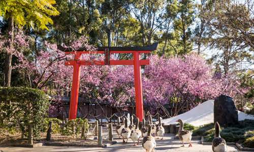 Geese walking near a Japanese-style torii that sits in front of blooming cherry blossom trees