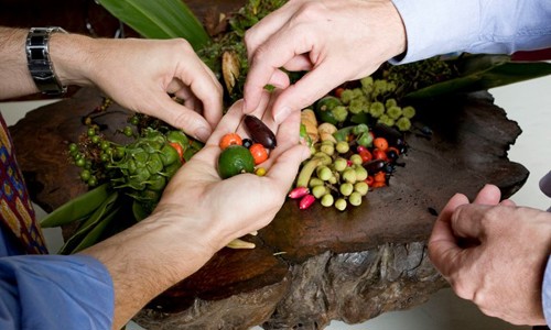 A guided Aboriginal Bush Tucker tour in the Botanic Gardens of Sydney