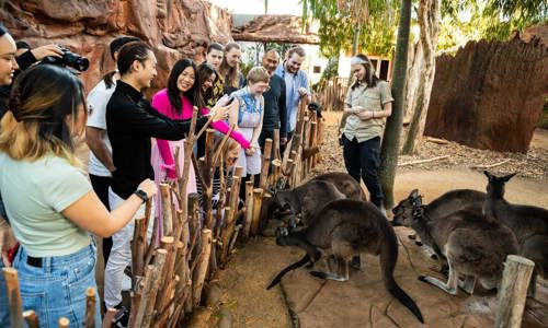 Group of tourists looking at kangaroos at Wild Life Sydney Zoo